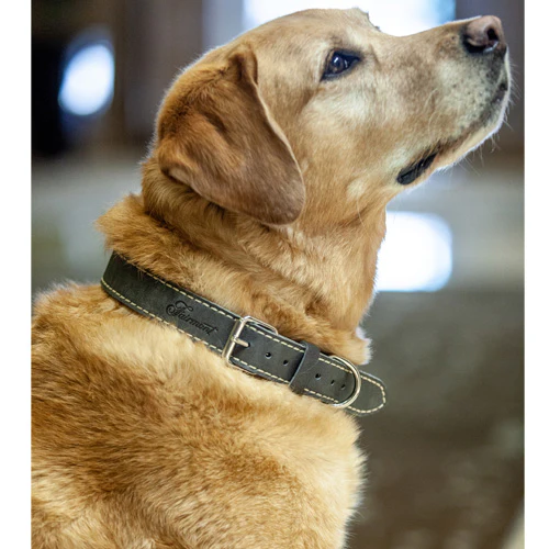 Fairmont Dog Collar - Tan - Image 6